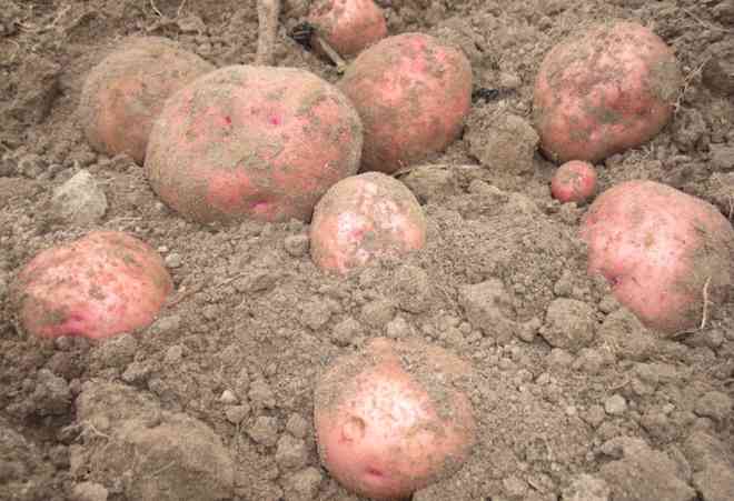 Урожай картофеля Легенда