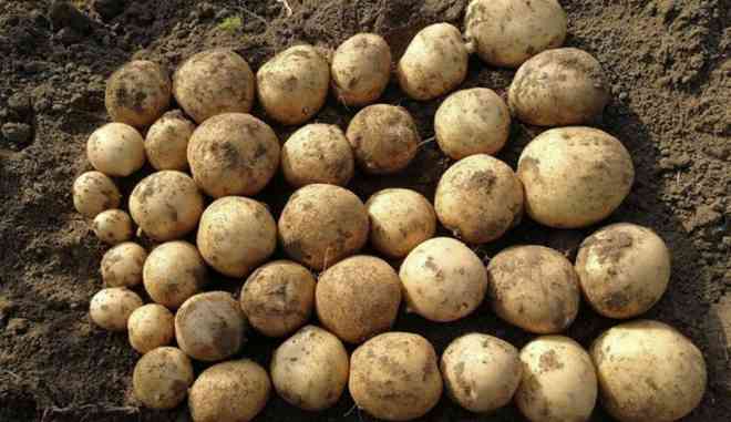 Урожай картофеля Ла Страда