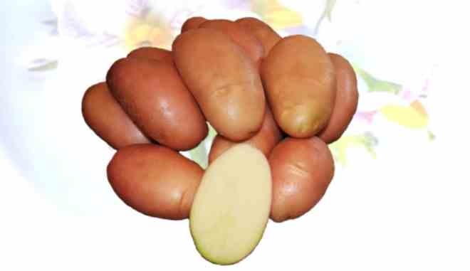 картофель фаворит описание сорта