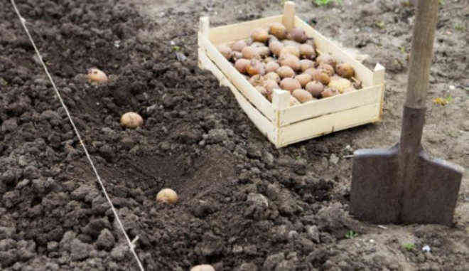 посадка картофеля с березовым дегтем