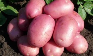 Картофель Мираж — характеристика суперэлитного, среднепозднего сорта