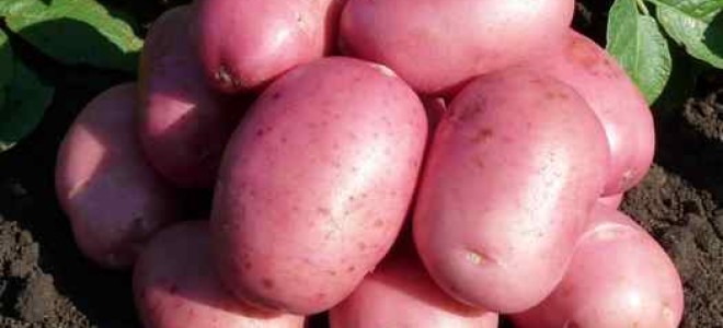 Картофель Мираж — характеристика суперэлитного, среднепозднего сорта