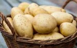 Картофель Смак: характеристика и правила выращивания сорта
