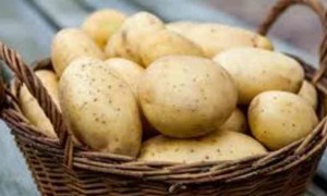 Картофель Смак: характеристика и правила выращивания сорта