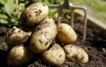 Картофель Восторг — характеристика, правила выращивания и вкусовые качества
