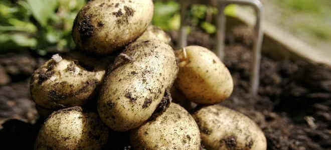 Картофель Восторг — характеристика, правила выращивания и вкусовые качества