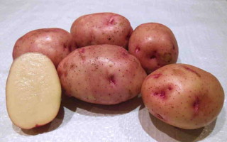 Картофель Браво: характеристика, правила и особенности выращивания
