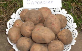 Картофель Саровский – гибрид, выведенный для выращивания в Сибири: характеристика и рекомендации культивирования