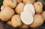 Картофель Триумф: характеристика, правила выращивания и вкусовые качества