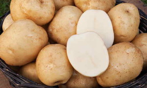 Картофель Триумф: характеристика, правила выращивания и вкусовые качества