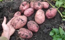 Первосортный картофель Уника — описание и правила выращивания