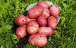 Картофель Лель: характеристика и правила выращивания