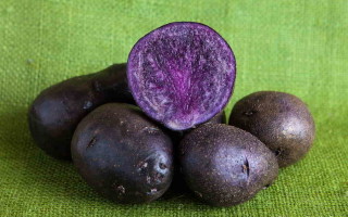 Картофель Саблю — урожайный сорт с прекрасными вкусовыми качествами