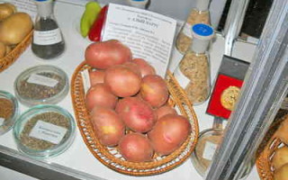 Картофель сорт Алый Парус: характеристика и правила выращивания
