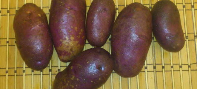Картофель Чугунка — характеристика и грамотное выращивание сорта