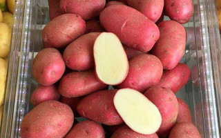 Картофель Торнадо: описание сорта и правила выращивания