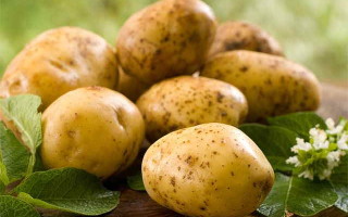 Картофель Лига — характеристика сорта с превосходными вкусовыми качествами