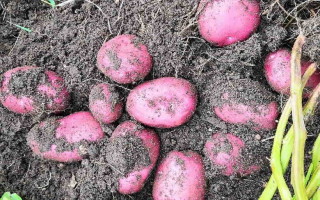 Картофель сорт Шарвари Пирошка: характеристика и правила выращивания