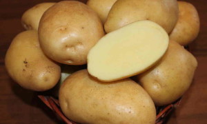 Картофель Жигулевский: характеристика сорта и отзывы о вкусовых качествах