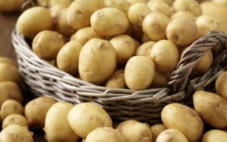 Картофель Капри: характеристика и правила выращивания сорта
