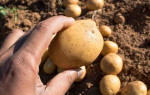 Картофель Танай: характеристика, правила выращивания, вкусовые качества