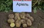 Картофель Ариэль — характеристика и вкусовые качества сорта
