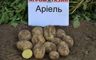 Картофель Ариэль — характеристика и вкусовые качества сорта