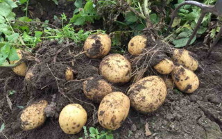 Картофель Гусар — характеристика и основные правила для получения хорошего урожая