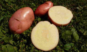 Картофель Сарпо Мира – венгерский гибрид, приспособленный к различному климату