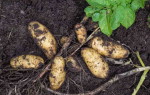 Cорт картошки Дрова — характеристика и правила выращивания