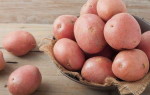 Картофель Юбиляр — описание урожайного сорта среднераннего срока созревания
