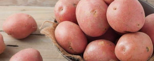 Картофель Юбиляр — описание урожайного сорта среднераннего срока созревания