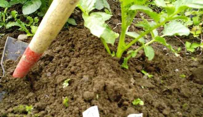 Рыхление почвы под картофель