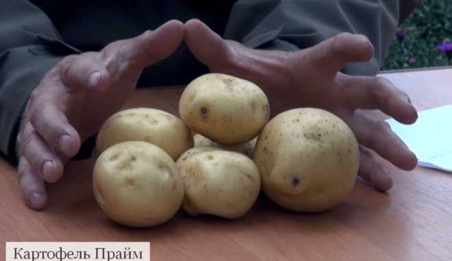 Сорт картофеля Прайм