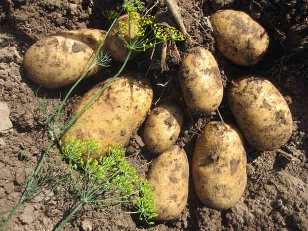 Вкусовые характеристики Картофеля Чародей