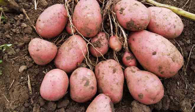 Сбор картофеля Уника