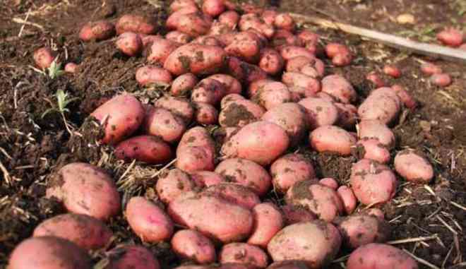 Урожай картофеля Лабелла