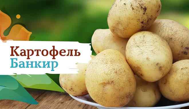 Подготовка почвы для посадки Картофеля Кемеровчанин